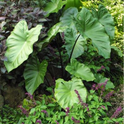 Plant image Colocasia esculenta 'Fontanesii' syn. Colocasia esculenta 'Black Stem'