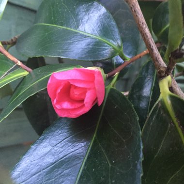 Camellia