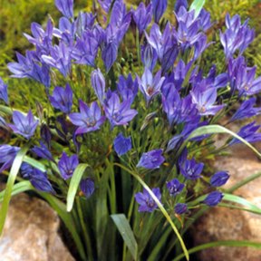 Plant image Triteleia 'Queen Fabiola' syn. Brodiaea 'Queen Fabiola'