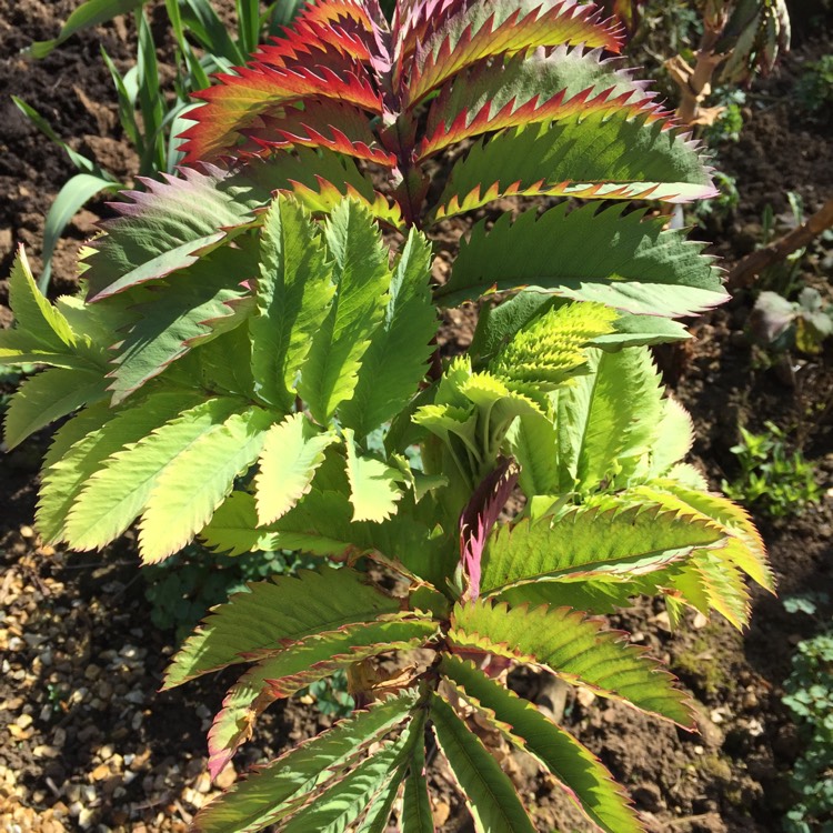 Plant image Melianthus major