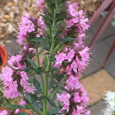 Hyssopus officinalis