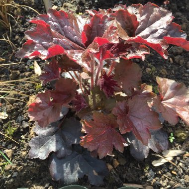 Heuchera 'Liquorice'