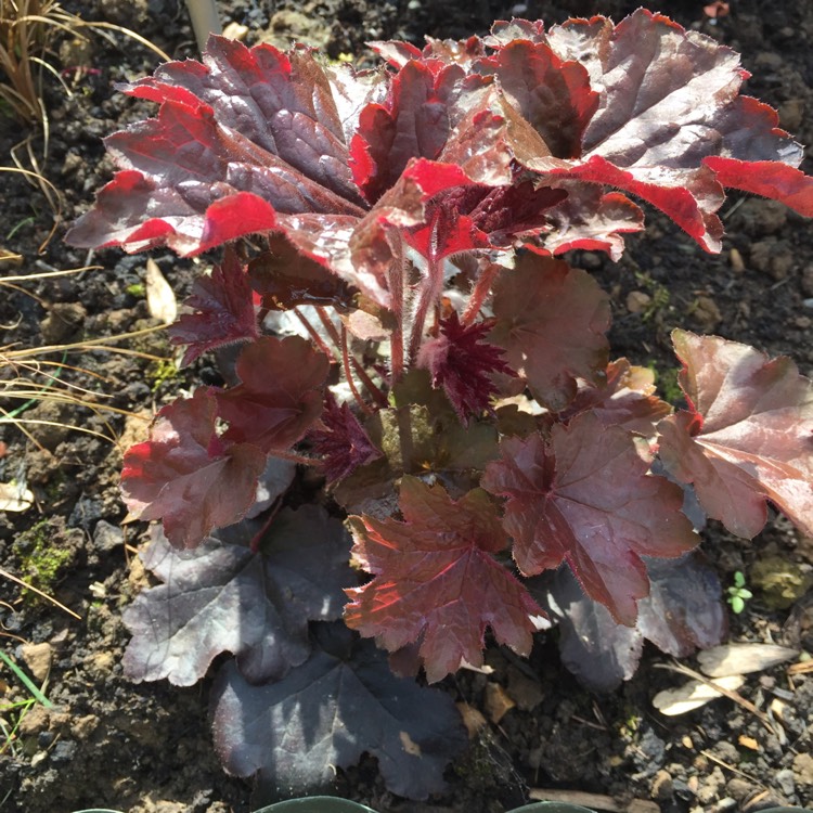 Plant image Heuchera 'Liquorice'