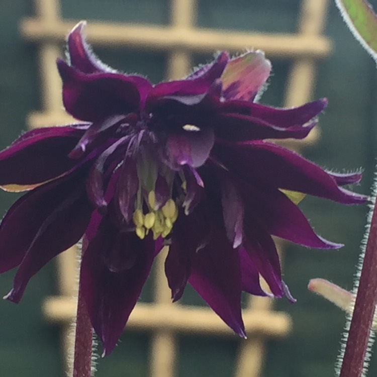 Plant image Aquilegia vulgaris var. stellata 'Black Barlow'