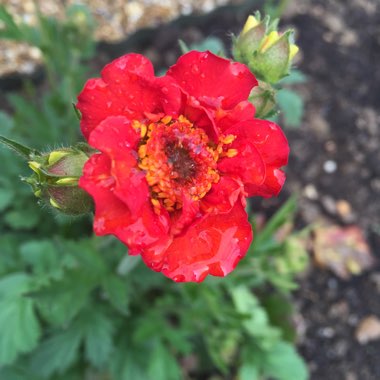 Geum 'Mrs J. Bradshaw' syn. Geum chiloense 'Mrs J. Bradshaw'