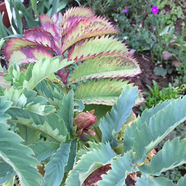 Plant image Melianthus major 'Purple Haze'