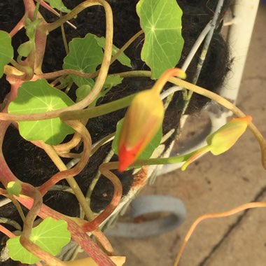 Tropaeolum majus