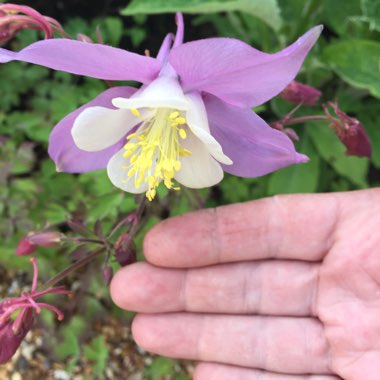 Aquilegia 'McKana Giant'