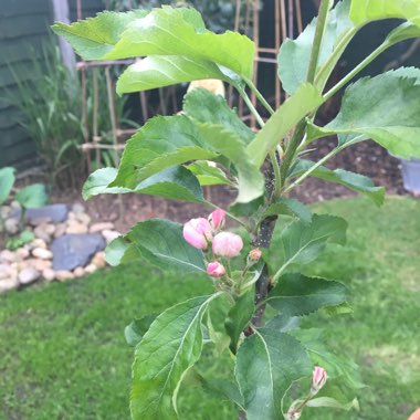 Malus domestica 'Gala'