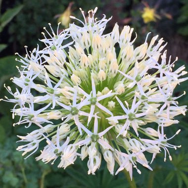 Allium 'Mont Blanc'