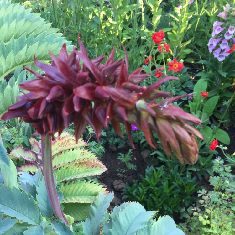 Plant image Melianthus major 'Purple Haze'