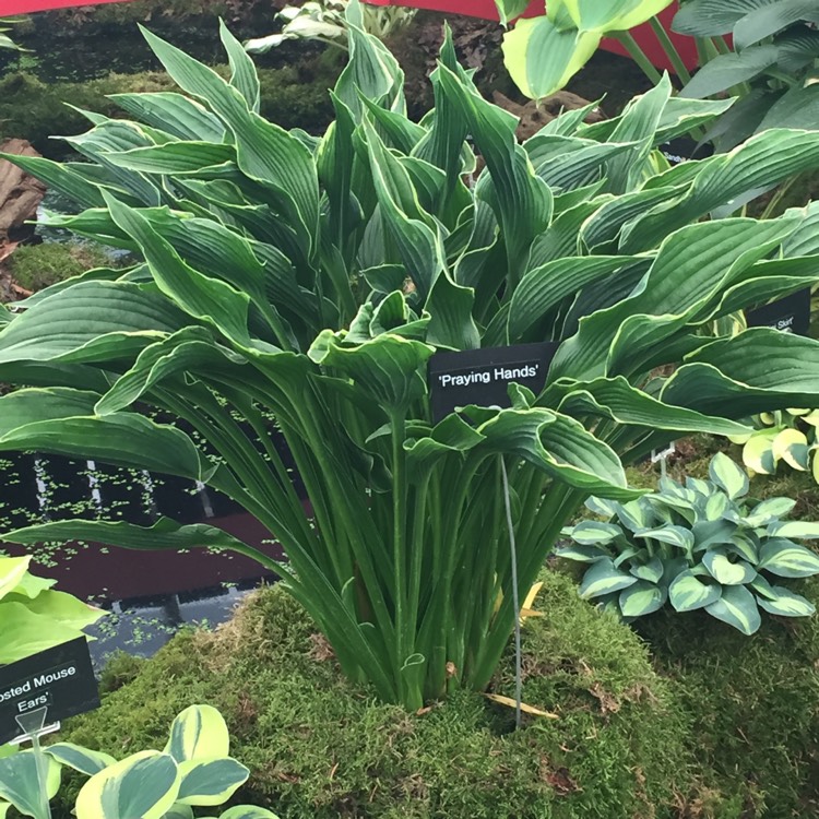 Plant image Hosta 'Praying Hands'