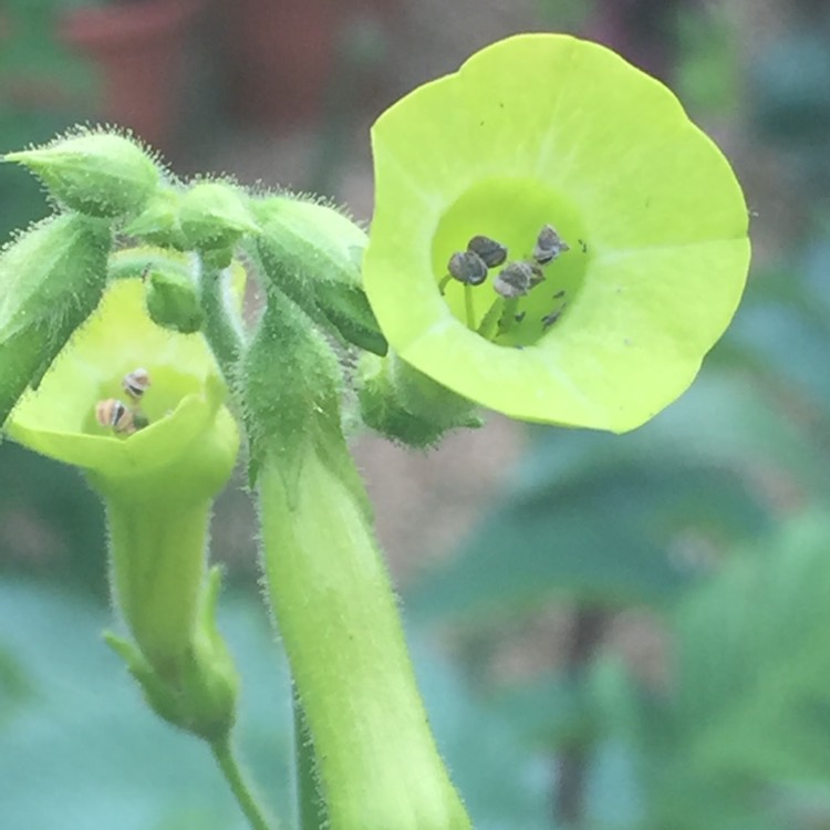 Plant image Nicotiana Sylvestris