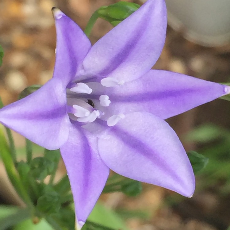 Plant image Triteleia 'Queen Fabiola' syn. Brodiaea 'Queen Fabiola'