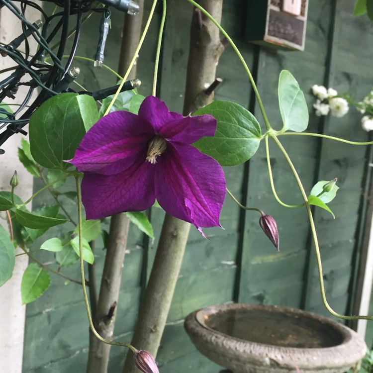 Plant image Clematis 'Star Of India'