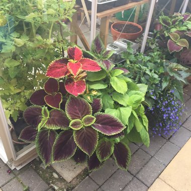 Plectranthus scutellarioides 'Rainbow Mix'