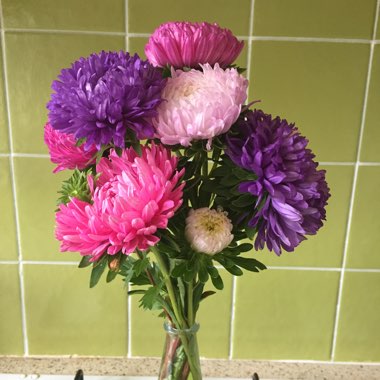 Aster 'Pompom Mixed'