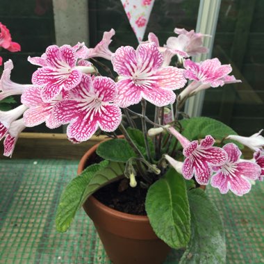 Streptocarpus 'Polka Dot Red'