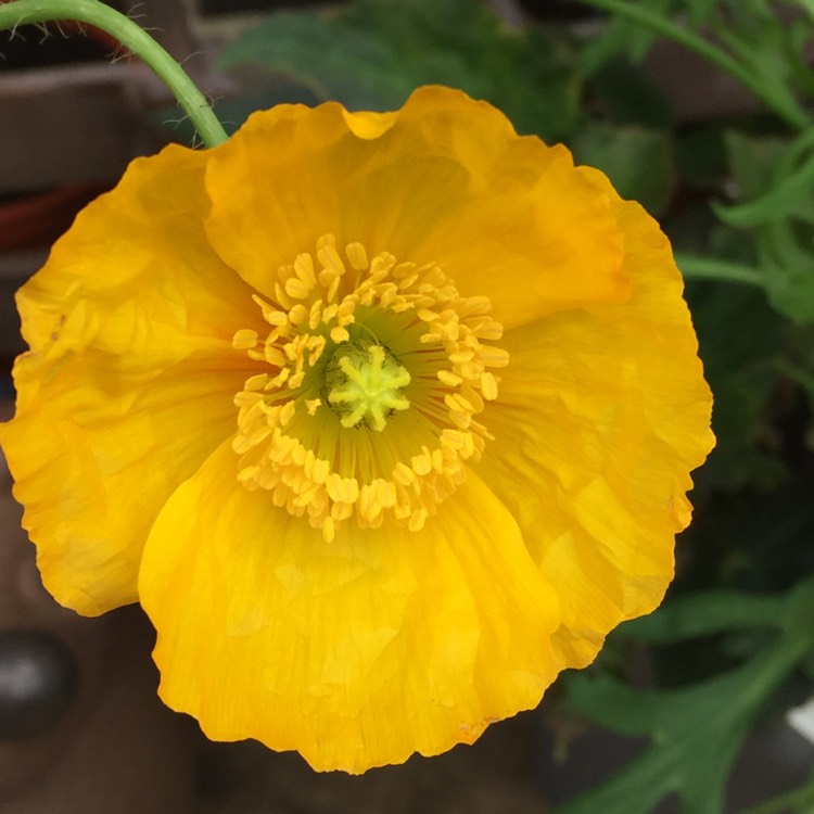 Plant image Eschscholzia californica 'Orange King'