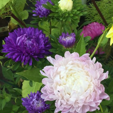 Aster 'Pompom Mixed'