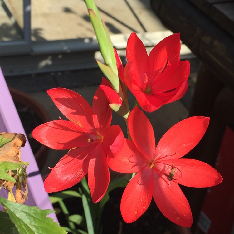 Plant image Hesperantha coccinea 'Wilfred H. Bryant' syn. Schizostylis coccinea 'Wilfred H. Bryant', Hesperantha 'Pink Princess', Schizostylis 'Pink Princess'