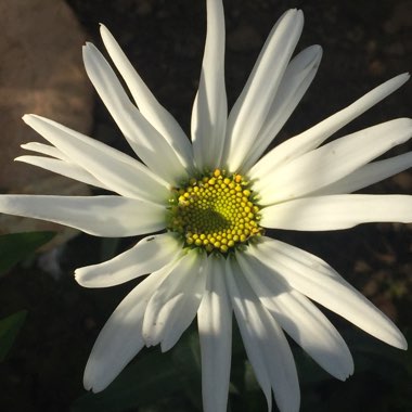 Leucanthemum x superbum 'Bishopstone'