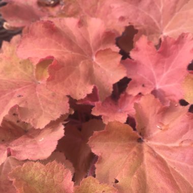 Heuchera 'Southern Comfort'