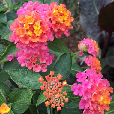 Lantana camara 'Calippo Tutti Frutti'