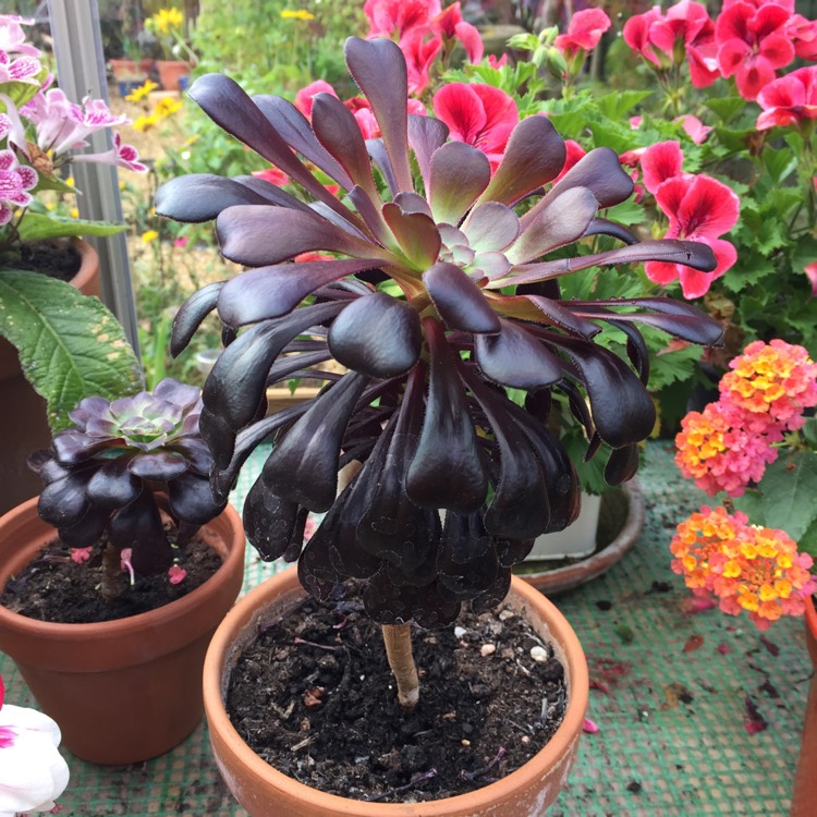 Plant image Aeonium Arboreum Zwartkop