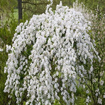 Exochorda x macrantha 'The Bride'