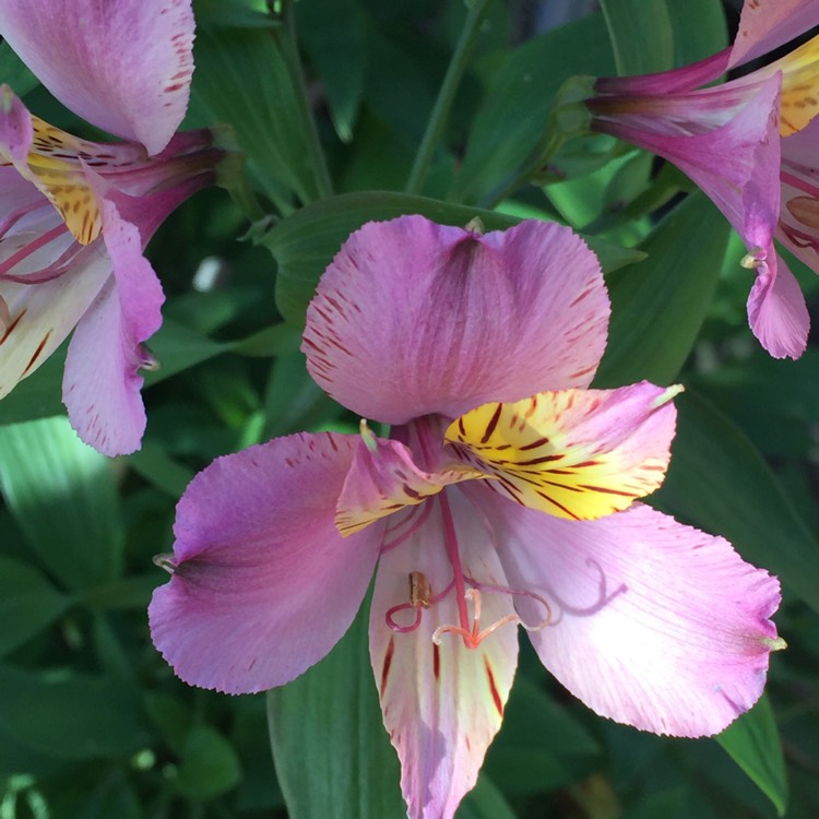 Plant image Alstroemeria 'Selina'