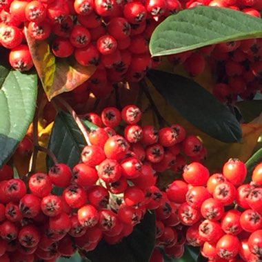 Cotoneaster frigidus 'Cornubia'