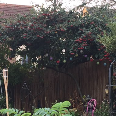 Cotoneaster frigidus 'Cornubia'