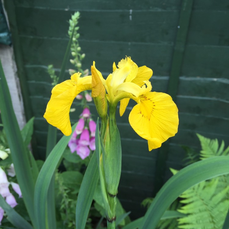 Plant image Iris x hollandica 'Royal Yellow'