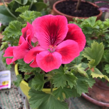 Pelargonium x domesticum