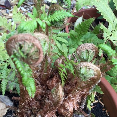 Osmunda regalis