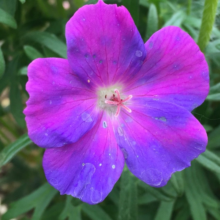 Plant image Geranium sanguineum