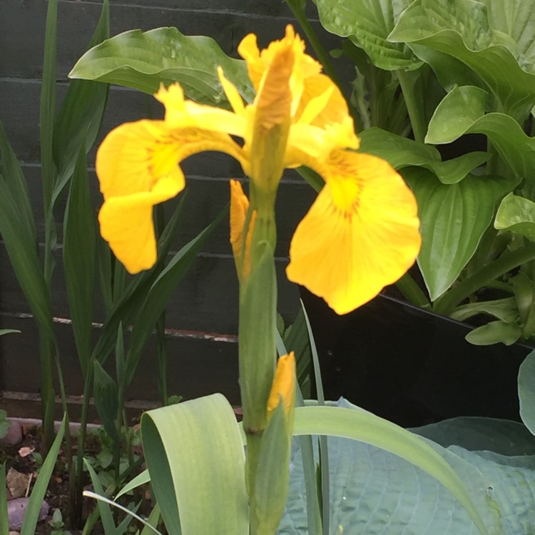 Plant image Iris x hollandica 'Royal Yellow'