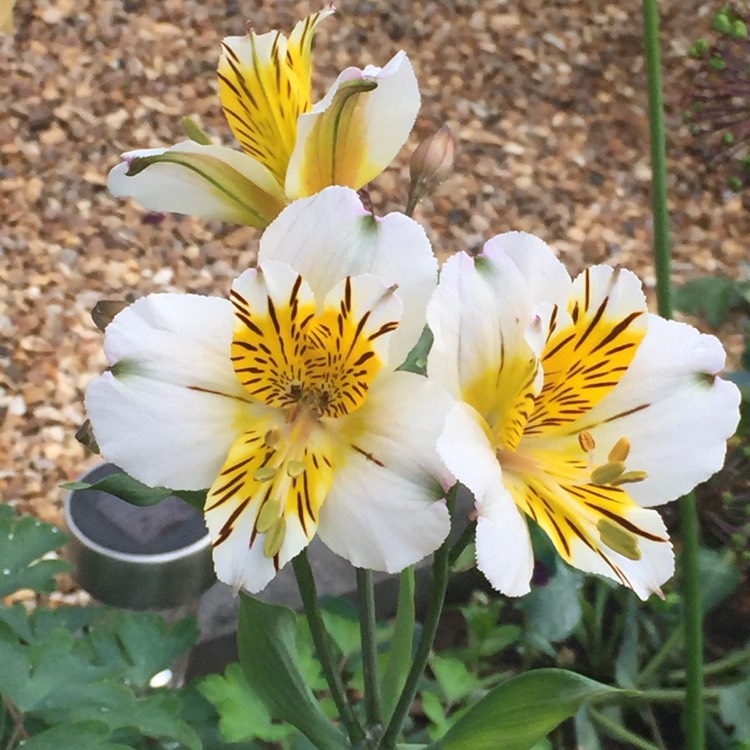 Plant image Alstroemeria 'Apollo'