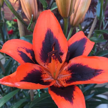 Lilium 'Popstar' syn. Lilium 'Lily Allen'