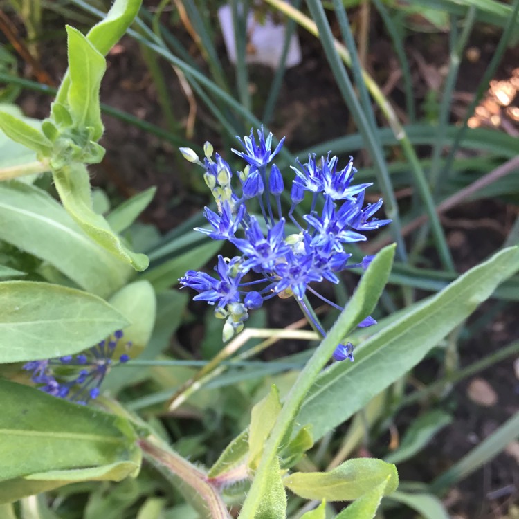 Plant image Allium caeruleum syn. Allium azureum, Allium caeruleum azureum, Allium coerulescens