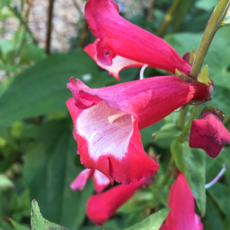 Plant image Penstemon x gloxiniodes 'Bell Tower Red'