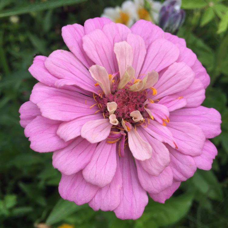 Plant image Zinnia 'Faberge Mix'