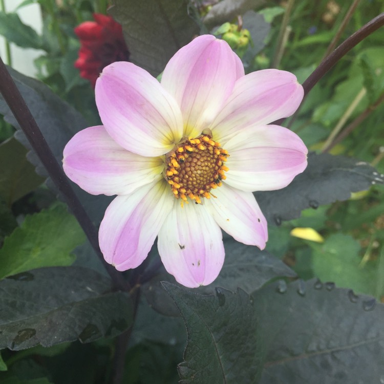 Plant image Dahlia 'Bishop of Dover'