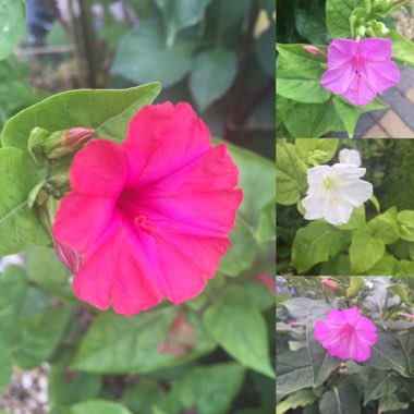 Mirabilis jalapa