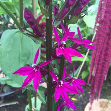 Lobelia x speciosa 'Tania'