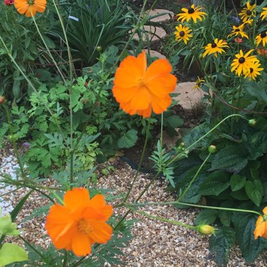 Cosmos Sulphureus 'Bright Lights' (Mixed)