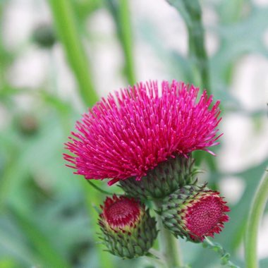 Cirsium rivulare 'Atropurpureum'