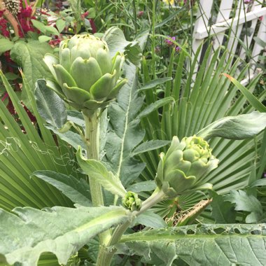 Cynara Scolymus