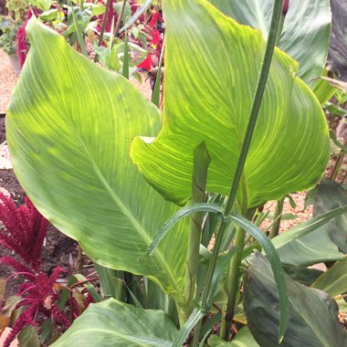 Canna 'Phasion' syn. Canna 'Durban', Canna 'Tropicanna', Canna 'Inferno'